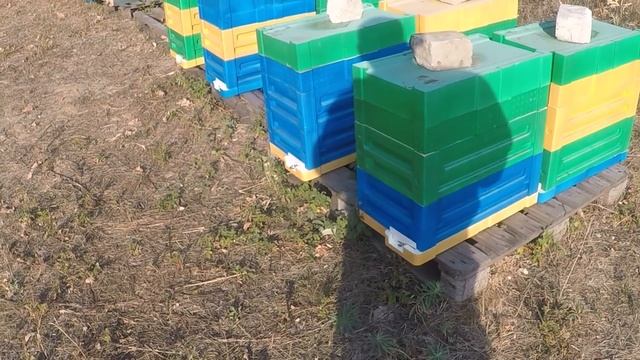 Пасека в сентябре Работы пчеловода на пасеке в сентябре Работа с отводками осенью