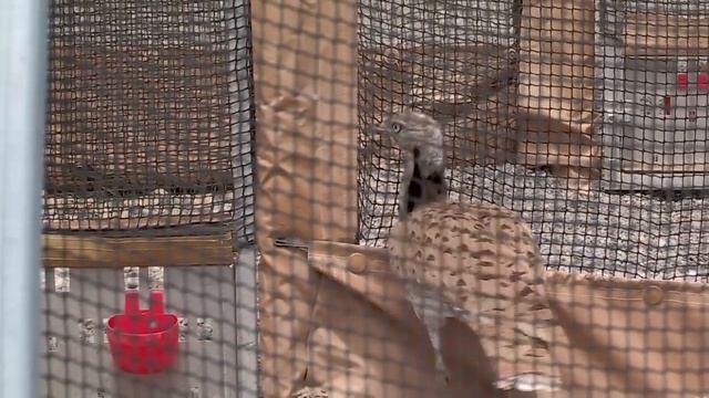 В Байдибекском районе арабские шейхи разводят дроф-красоток смотреть онлайн