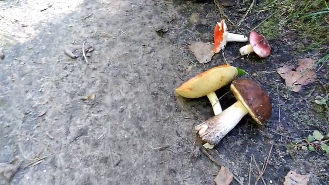 Меловые карьеры в Гродно. Синька и Зелёнка смотреть онлайн