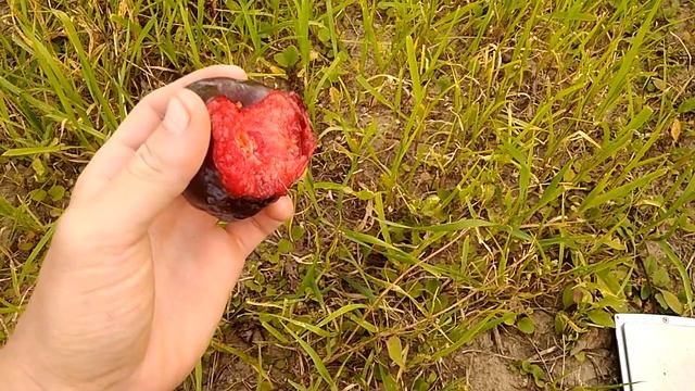 Диплоидная слива Бербанк Гигант. Сигналка. смотреть онлайн