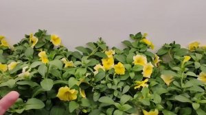 "Короткий" ликбез :) про петхоа, черенки и не только.