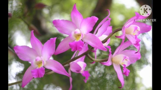 Орхидеи Мексики. смотреть онлайн