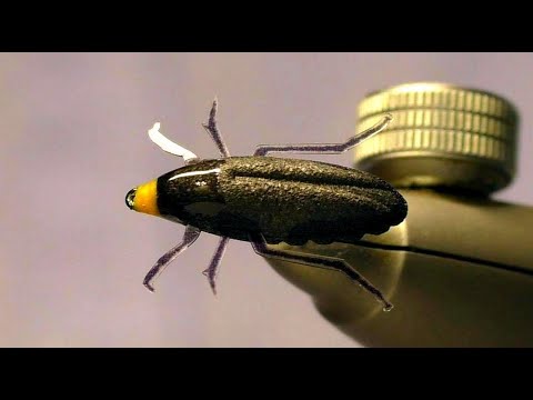 Сухая мушка Жук. Foam Beetle Dry Fly. смотреть онлайн