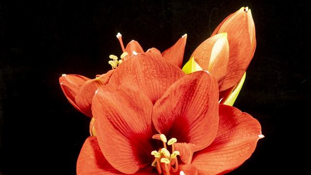 timelapse amaryllis, 4k смотреть онлайн