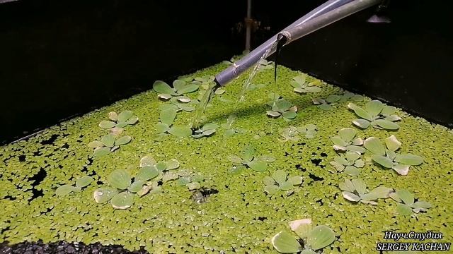 Биофильтр на основе водоросли РЯСКИ Используется в медицинских целях и в качестве корма для животны смотреть онлайн