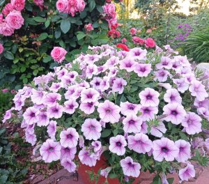 ПЕТУНИЯ. Посев ампельных сортов.