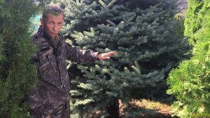 Ель колючая - ель голубая! Ель Глаука? Какую ель посадить на участке?