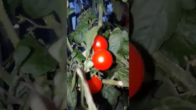 Когда оранжерея дома и огород на балконе?? #цветы #растения #оранжерея #огороддома #plants #flower смотреть онлайн