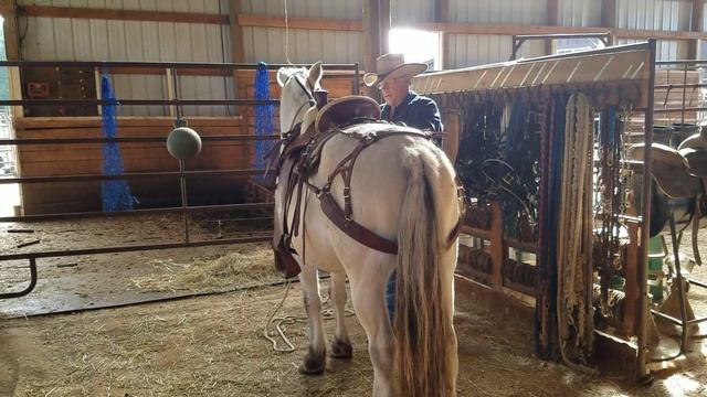 Zeus, 10 Year Old Fjord Gelding смотреть онлайн