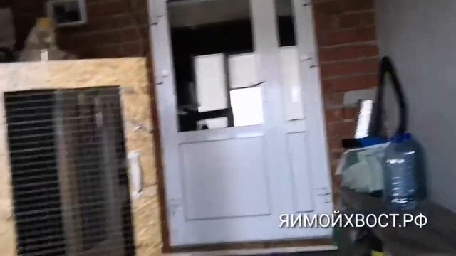 ЯИМОЙХВОСТ.РФ зооотель для собак. Распорядок дня. смотреть онлайн