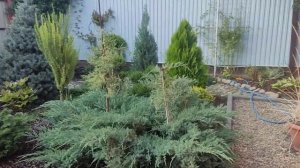 формирование кроны можжевельника "Минт Джулеп"... 11.09.2023г.