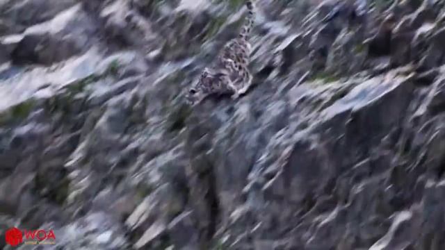 ГОРНАЯ КОЗОЧКА БЫСТРО ПРЫГНУТЬ В РЕКУ, ЧТОБЫ СПАСТИСЬ ОТ СНЕЖНЫЙ БАРС НА ОХОТЕ смотреть онлайн