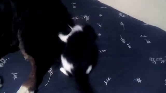 ... как кошка с собакой. смотреть онлайн