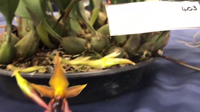 Выставка Природных ( Species) Орхидей (2) Австралия Октябрь 2021 смотреть онлайн