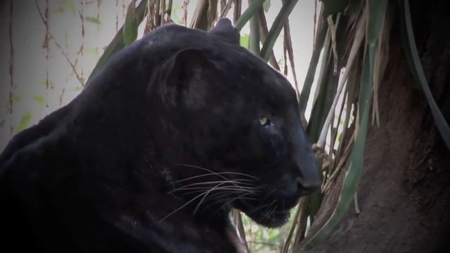 Гигантские Змеи Против Больших Котов смотреть онлайн