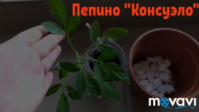 Пепино из семян. Часть 4 - 24 июля 2019г. смотреть онлайн