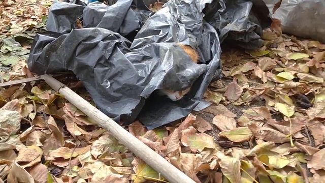 Ореховый листопад. Уборка листьев. смотреть онлайн