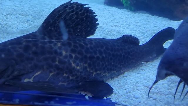 4,400 Gallon and 1,000 GALLON Tank Tour and Stock Update. смотреть онлайн