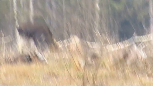 Лось в Рузе смотреть онлайн