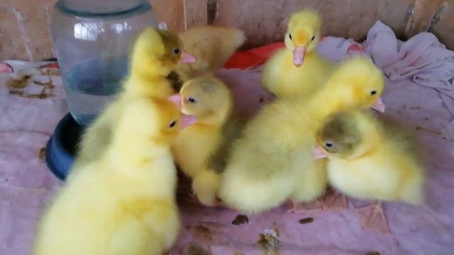 Утята и гусята