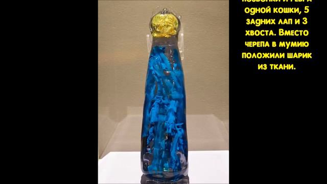 Ученые показали, что находится внутри древнеегипетской мумии кошки смотреть онлайн