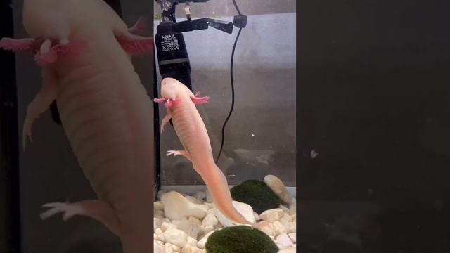 Как определить пол аксолотля ? #аксолотль смотреть онлайн