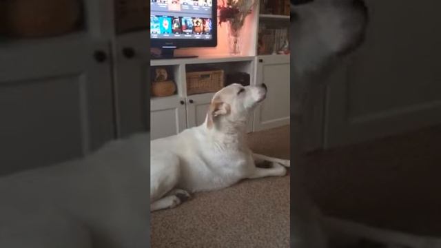 Реакция моего пса на сирену! 😂😂😂 смотреть онлайн