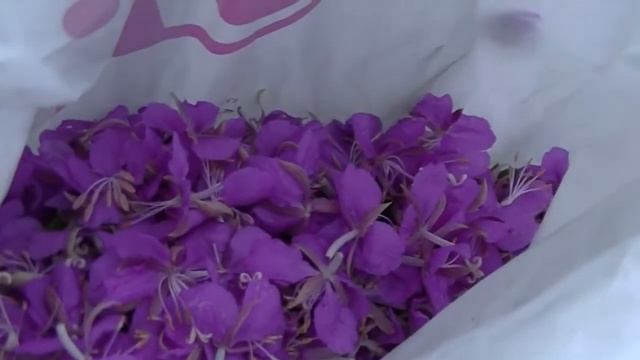 Крапива (заготовка листа) смотреть онлайн