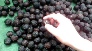 ЧЕРНЫЙ ОРЕХ!!!СТРАТИФИКАЦИЯ И ПОСАДКА