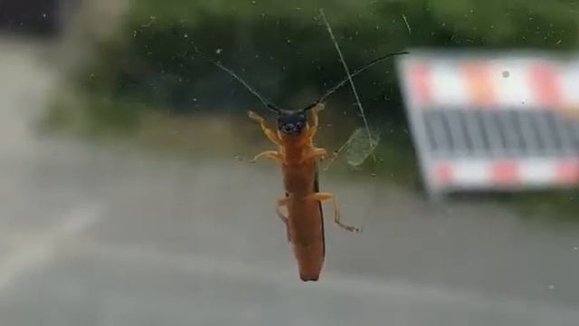 Добрый жук зашёл в гости смотреть онлайн