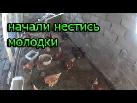 Молодки начали нестись смотреть онлайн