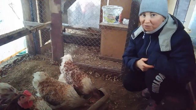 БЕЛОЕ ЗОЛОТО ВИАНДОТОВ мой птичий уголок в марте ЯЙЦО ТРЁХГОДОВАЛЫХ КУР смотреть онлайн