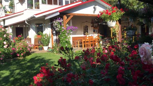 Rose//Цветение плетистых роз.//Flowering Climbing Roses.