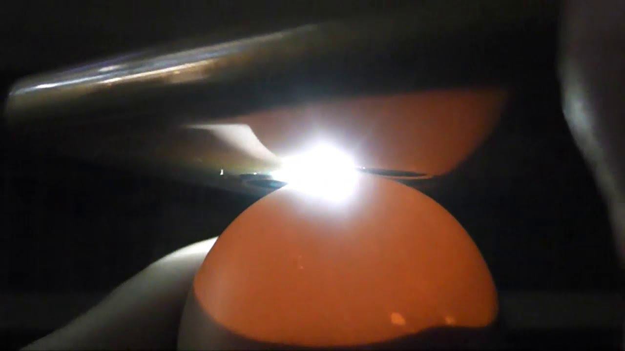 19 - 20 сутки инкубации, пошел наклев. Яйцо из генофонда смотреть онлайн