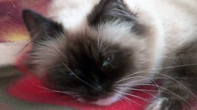 Лизины кошки смотреть онлайн