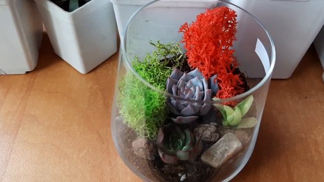 ФЛОРАРИУМУ С СУККУЛЕНТАМИ ГОВОРЮ "НЕТ"! смотреть онлайн