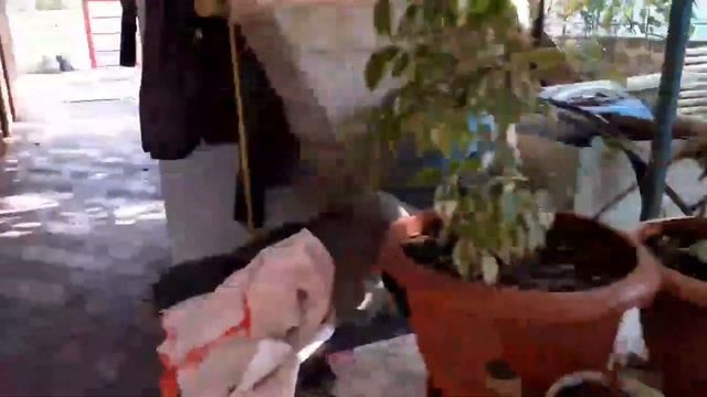 Розы и сирень 29 октября смотреть онлайн