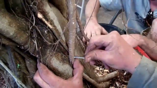 Peg Graft Green Island Ficus Update 2019 смотреть онлайн