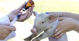 КАК НЕЙТРАЛИЗОВАТЬ АНТИБИОТИКИ ИЗ ПРОДУКТОВ ПИТАНИЯ смотреть онлайн