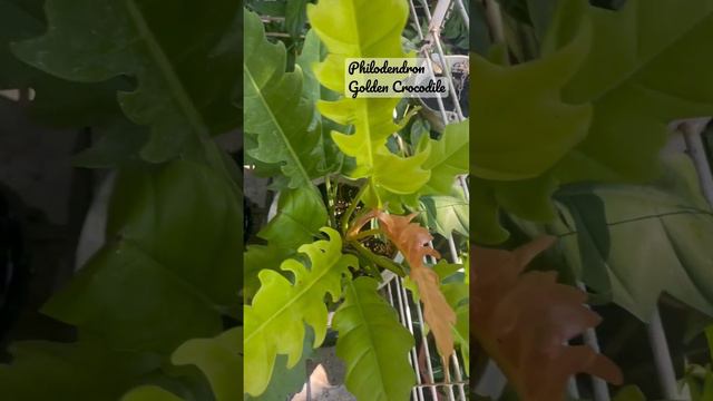 Philodendron Golden Crocodile #new leaf are Really beautiful #loveplants #houseplant смотреть онлайн