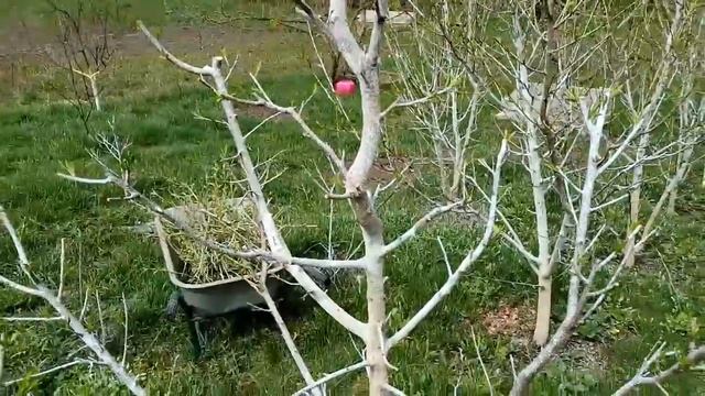 Персик обрезка, результат зимних морозов смотреть онлайн