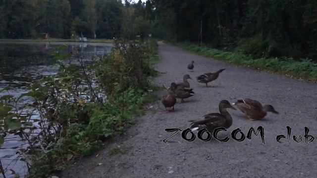 Как Глеб учился кормить уточек. смотреть онлайн