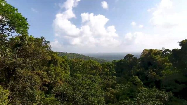 Calming Music Relieves Stress With Beautiful Nature videos?Stop Anxiety & Depression смотреть онлайн