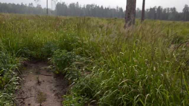 Иван чай Подмосковья,, Балашиха ,вместо леса поле смотреть онлайн