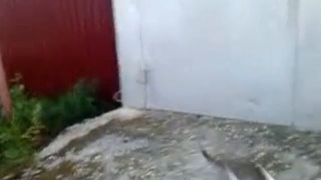 Кот уходит под душе раздерающе музыку смотреть онлайн