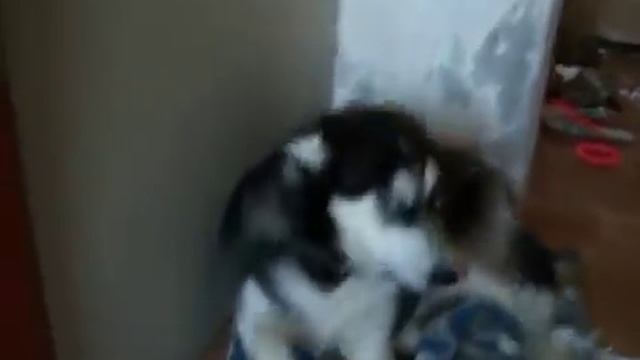 Главное, что признался)) Говорящий пёс