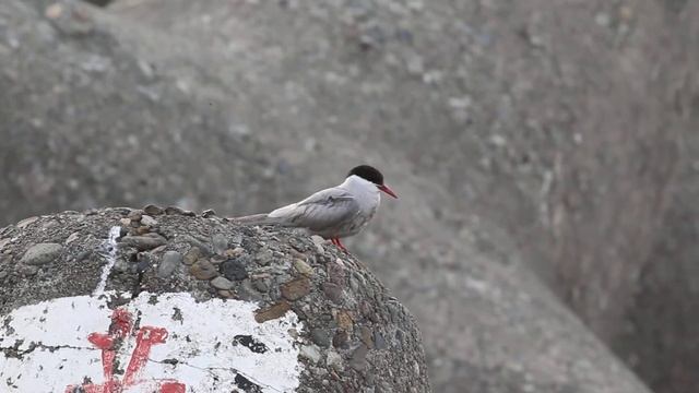 珍鳥；キョクアジサシ смотреть онлайн