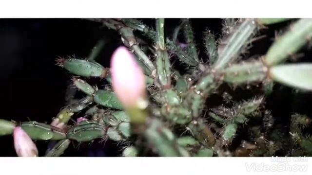 schlumbergera full bloom. смотреть онлайн