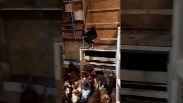 петухи минорка и австралорп черно-пестрый смотреть онлайн