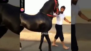 Арабский скакун ??......красавец